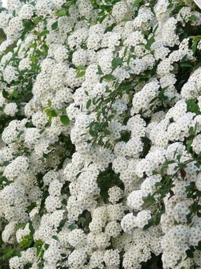 glory spierstrauch flowers white