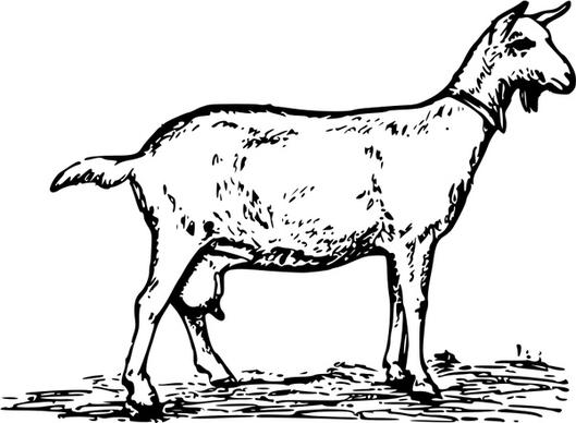 goat 1
