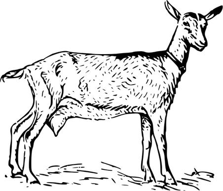 goat 2