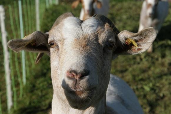 goat animal allg
