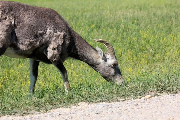 goat eating grass at badlands national park south dakota