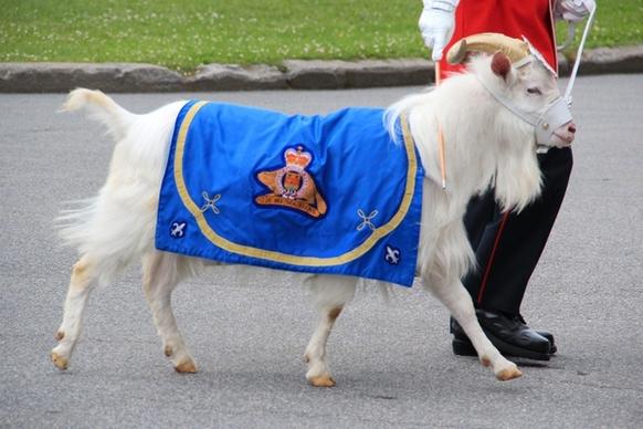 goat mascot canada