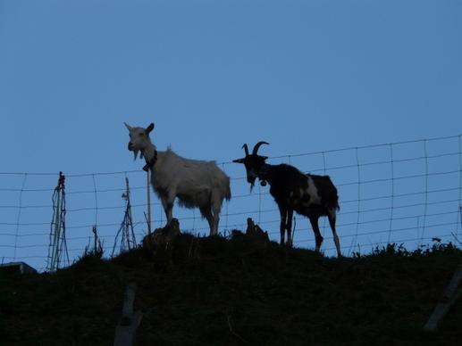 goats pasture pets