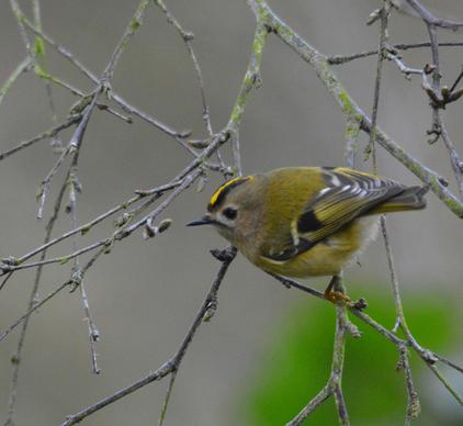 goldcrest eating the silver birch buds