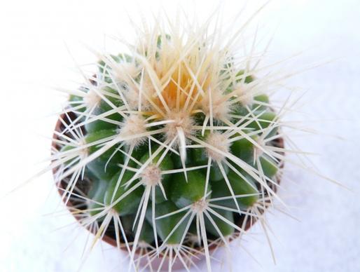 golden ball cactus cactus echinocactus grusonii