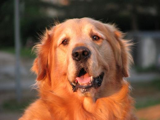 golden retriever dog canine