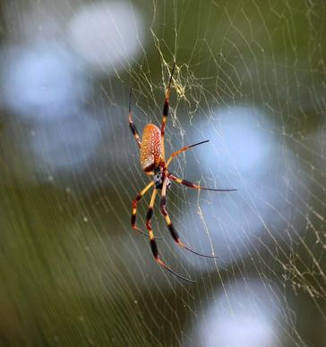 golden silk spider nephila clavipes yellow web