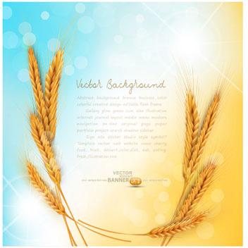 golden wheat background vector set