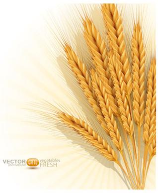 golden wheat background vector set