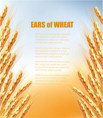 golden wheat vector background graphics