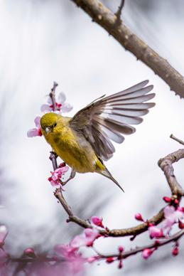 Goldfinches backdrop picture dynamic elegance 