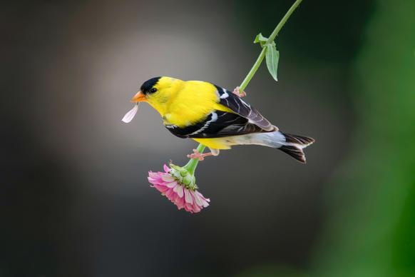 goldfinches bird picture backdrop elegant modern contrast closeup