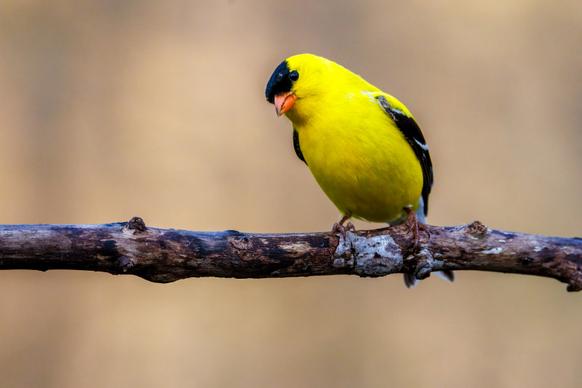 goldfinches bird picture dynamic closeup 
