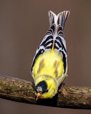 goldfinches bird picture elegant closeup