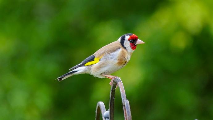 goldfinches picture elegant closeup realistic