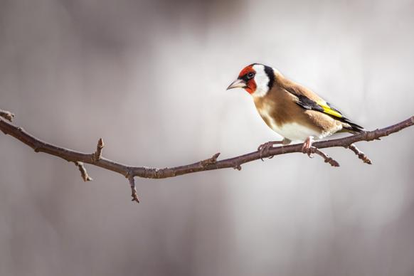 goldfinches picture elegant cute closeup