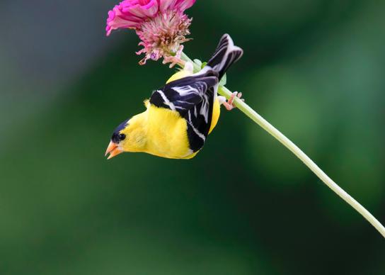 goldfinches picture elegant realistic closeup