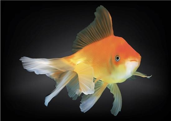 goldfish drawing colored realistic design style