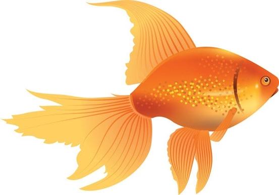 goldfish icon design yellow closeup ornament