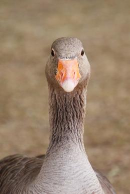 goose looking