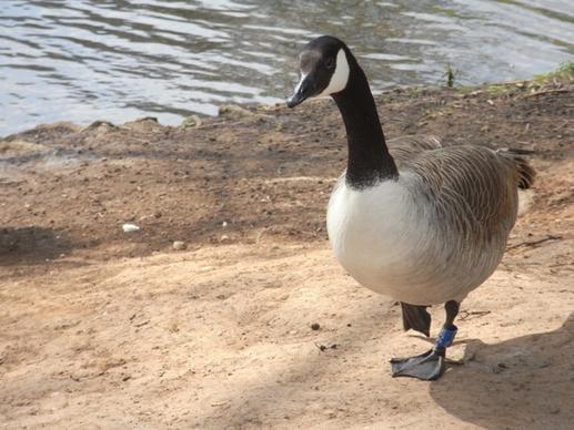 goose nature water bird