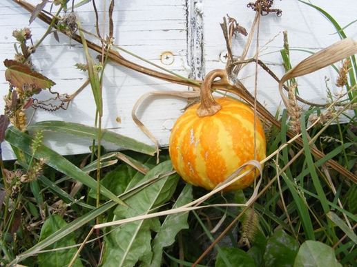 gourd on fence