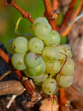 grape grapes fruit