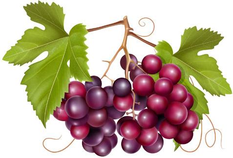 grapes and grape wine elements vector