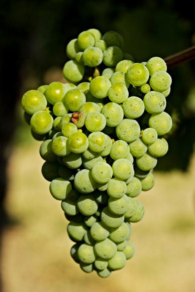 grapes backdrop picture contrast closeup