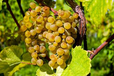 grapes backdrop picture elegant closeup