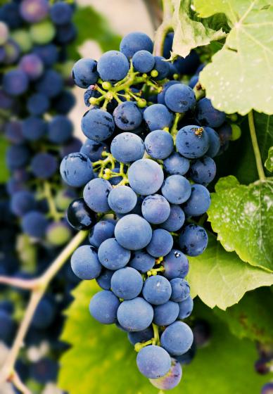 grapes backdrop picture elegant closeup