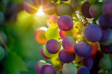 grapes backdrop picture elegant closeup sunshine