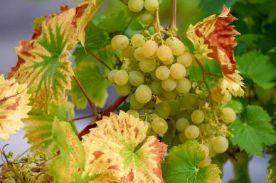 grapes backdrop picture elegant realistic leaves fruits