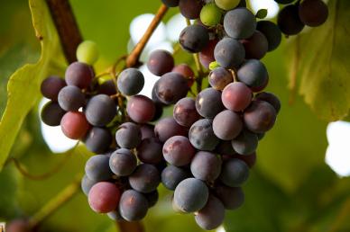 grapes crop backdrop picture elegant closeup