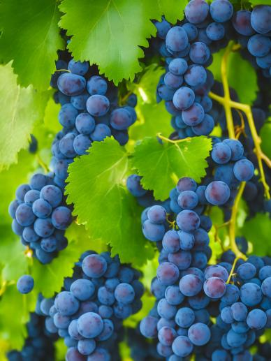 grapes crop backdrop picture elegant closeup