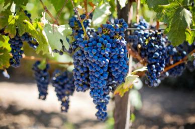 grapes crop backdrop picture elegant realistic