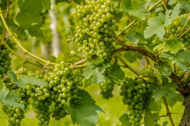 grapes crop picture elegant realistic