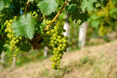 grapes garden backdrop picture elegant bright modern