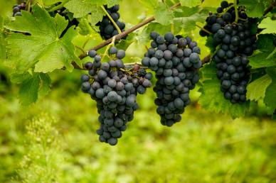 grapes garden picture elegant realistic fruit leaves