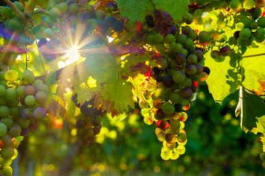 grapes garden picture sunlight shining