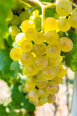 grapes of missouri