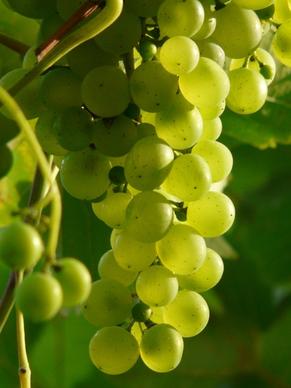 grapes wine plant