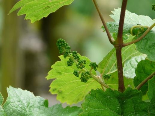 grapevine vitis vinifera wine