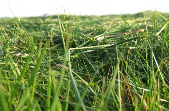 grass meadow mowed