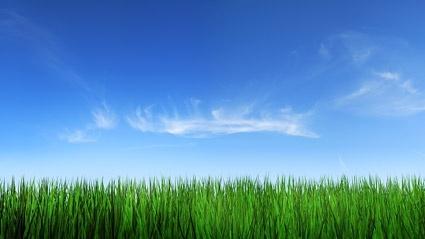 grass sky picture 4