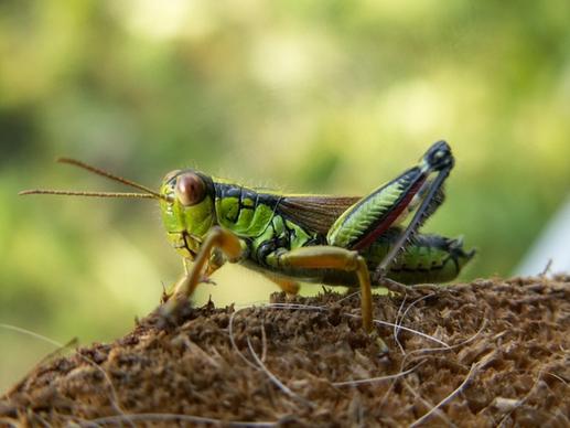 grasshopper alpine gebirgsschrecke miramella alpina