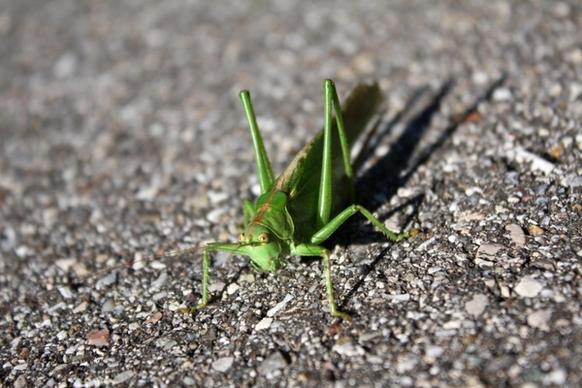 grasshopper insect creature