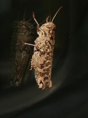grasshopper italian locust calliptamus italicus