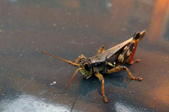 grasshopper locust animal