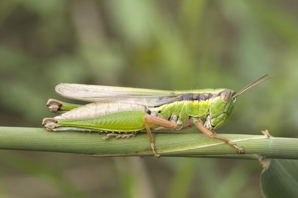 grasshopper migratory locust acrididae